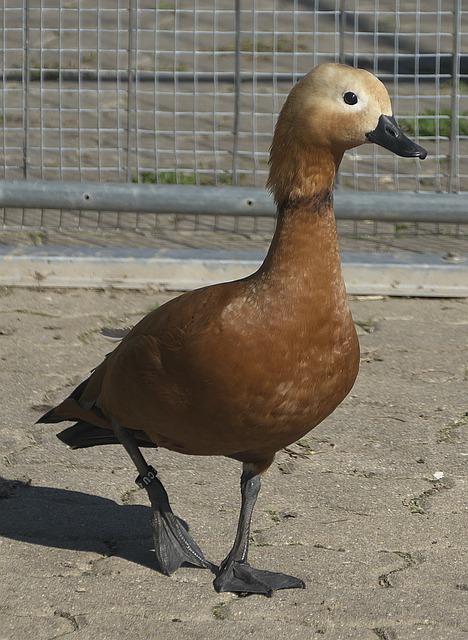 溃败