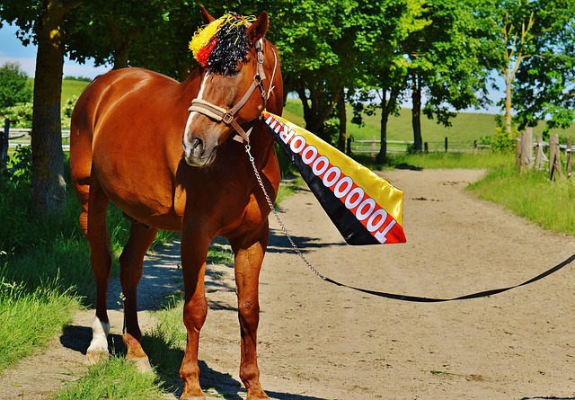 帕拉蒂奇在 帕拉蒂奇在